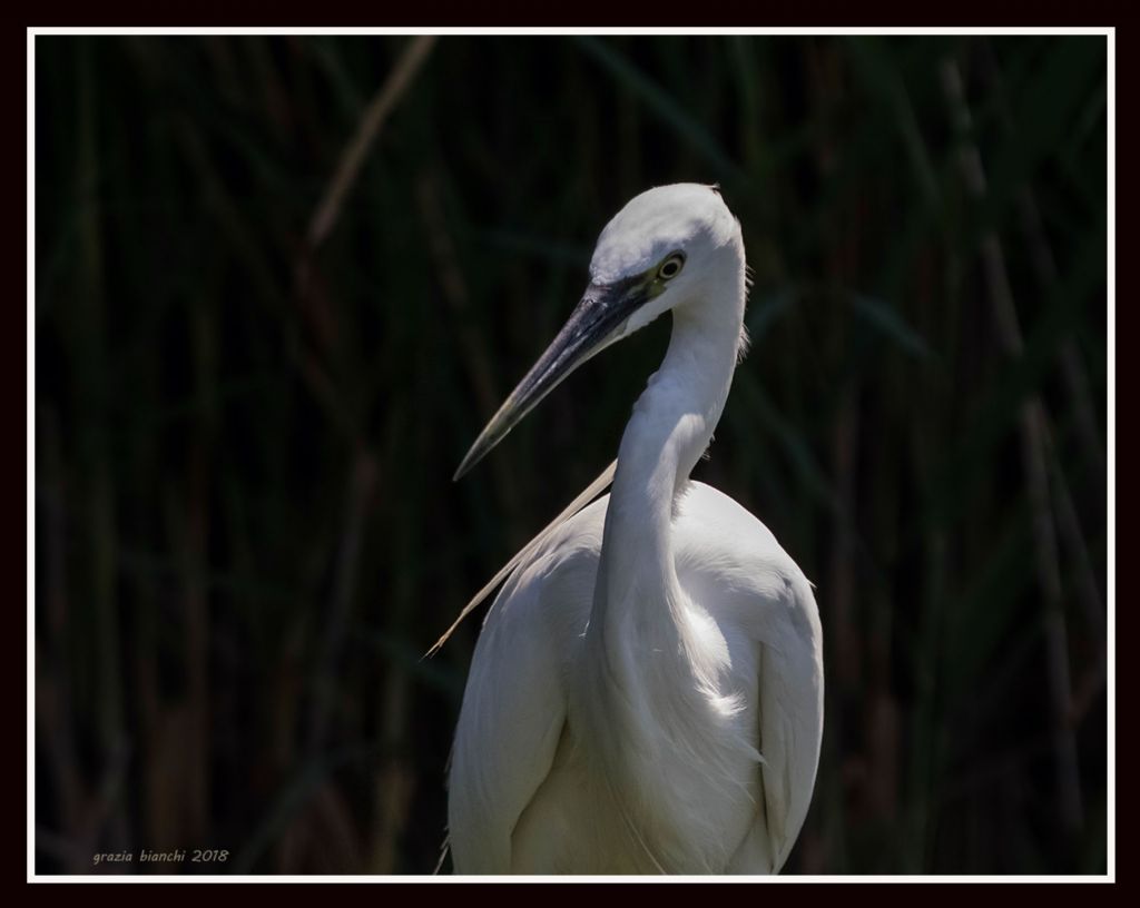 Garzetta - Egretta garzetta